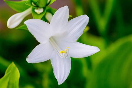 绿色背景上玉簪特写的白色花朵