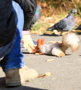 秋季公园喂松鼠的女人