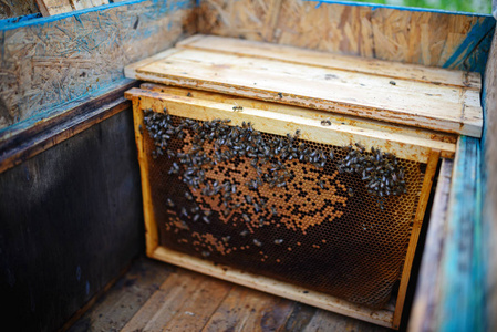 保持架的蜂窝蜜蜂的养蜂人