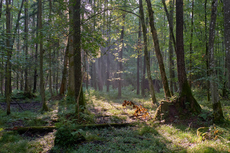 薄雾日出早晨在落叶森林与老桤木树, Bialowieza 森林, 波兰, 欧洲