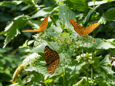 银色洗涤的川贝蝴蝶 Argynnis 巴非蛤 坐在植物上