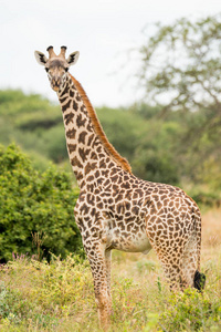 长颈鹿在肯尼亚, 非洲