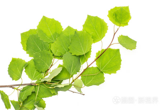 一整个新鲜的绿色植物欧洲白杨分支与叶子 flatlay 被隔绝在白色