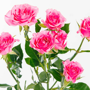 在白色背景上玫瑰花粉红色花园的新鲜枝