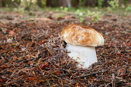 牛食用菌。真菌在自然环境中。英语 便士包子, 牛, 临选会, porcino, 国王 bolete