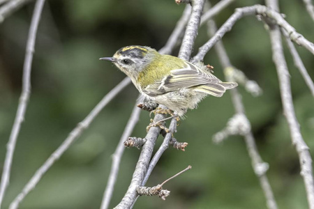 雷古勒斯 ignicapilla, 树上常见的 firecrest