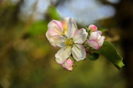 软聚焦苹果开花或白色苹果树花在树枝上对蓝天背景。景深浅。聚焦在花静物的中心