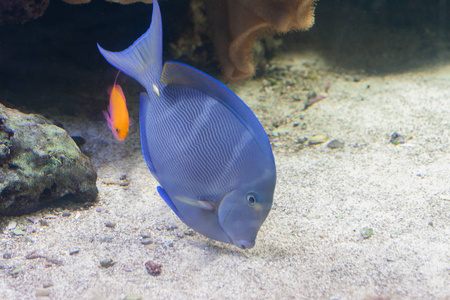 Acanthurus 斑, 蓝色刺尾鱼在水族馆内游泳