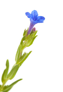 坎塔布利亚Lithodora 白花的植物群, 紫色紫草, 在白色上被隔绝