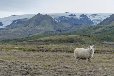 Ram 在冰岛风景