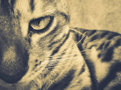 美丽的孟加拉猫与大眼睛