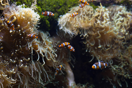 ocellaris 小丑小丑 anemonefish 小丑假小丑小丑 Amphiprion 动物水下照片特写小鱼
