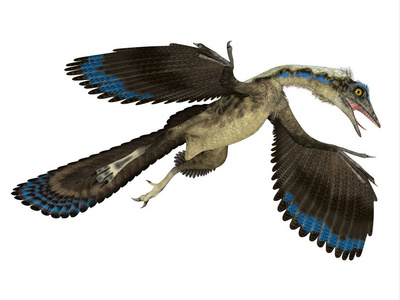 始祖鸟是一种食肉环江爬行动物, 居住在德国在侏罗纪时期