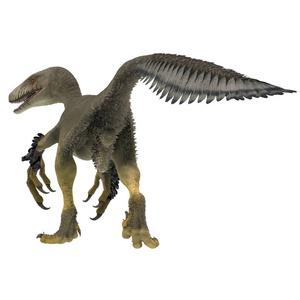 Dakotaraptor 是一个食肉驰龙科食肉恐龙, 住在南达科他州, 北美洲在白垩纪期间