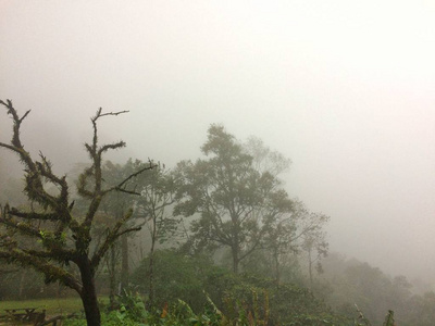 风景在森林山