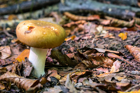 蘑菇在森林里适合作为自然秋天背景