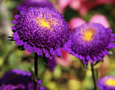 紫色紫花特写