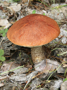 褐桦木单面蘑菇在森林地板上关闭视图