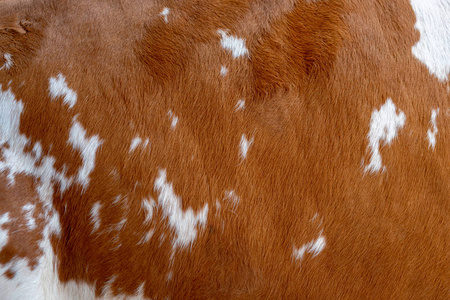 褐色白色斑点的母牛皮肤