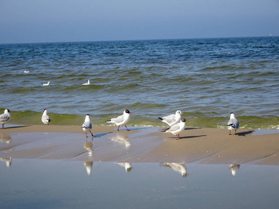 波罗的海 Rgen 上的海鸥