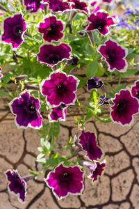 在粘土花盆中鲜艳的紫色花朵。公园和花园装饰。户外设计理念。紫罗兰花特写