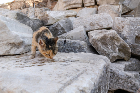 猫在以弗所土耳其旧遗址上的石头上喝水。