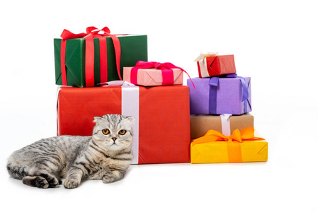 条纹英国短毛猫猫附近的礼物盒堆在白色背景下隔离