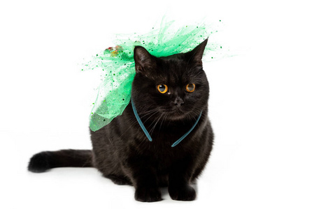 黑色英国短毛猫猫在绿色节日弓被隔绝在白色背景上