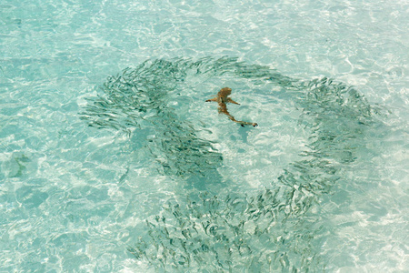 马尔代夫一条清澈的海水中的小鲨鱼在鱼周围游动