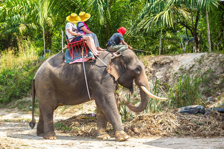 夏天, 泰国的游客骑象槽丛林