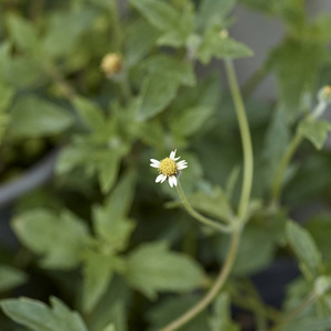 外套纽扣, 墨西哥雏菊, Tridax 雏菊, 后院的野雏菊