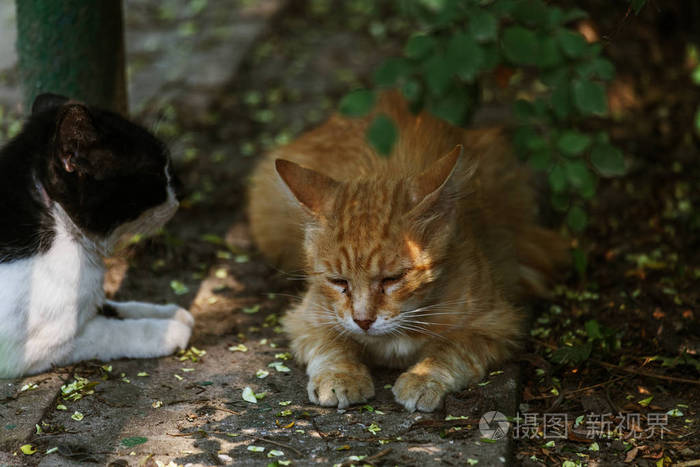 一群无家可归的猫在木凳下积极的行为在春季期