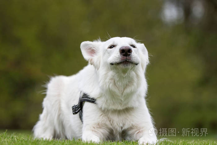 白色德国牧羊犬