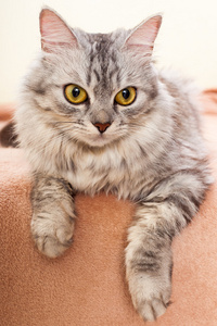 shinshil 的品种的灰色条纹的猫