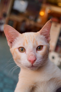 橙色的眼睛的猫脸