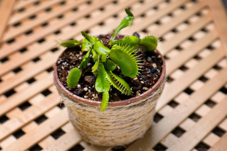 捕蝇草植物