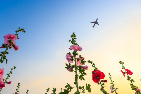 蜀葵花卉园的夕阳的天空与平面