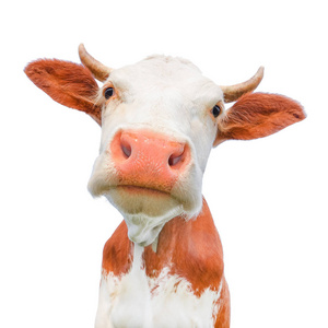有趣的牛看着孤立的白色背景上的相机。大鼻子的红色和白色头花斑的牛关闭。牛枪口关闭
