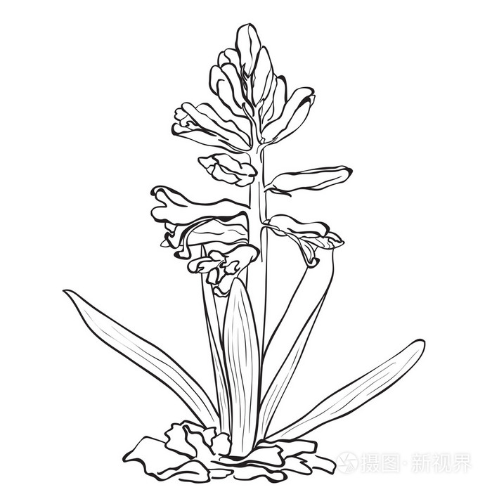 手绘花-花园风信子插画-正版商用图片0uva2l-摄图新