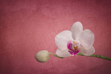 又脏又臭的纹理与粉红色彩色背景上的白色兰花