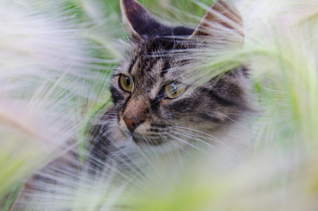 在草里的猫