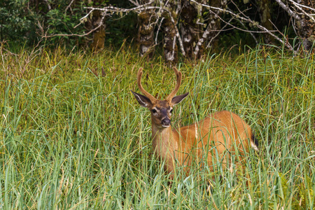 在高高的草丛美国饲喂野生物产鹿