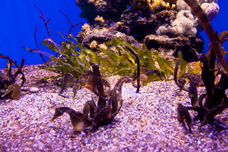 许多美丽海马水下水族馆