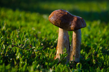 两个蘑菇在草