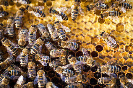 宏的蜜蜂蜂拥而至的镜头