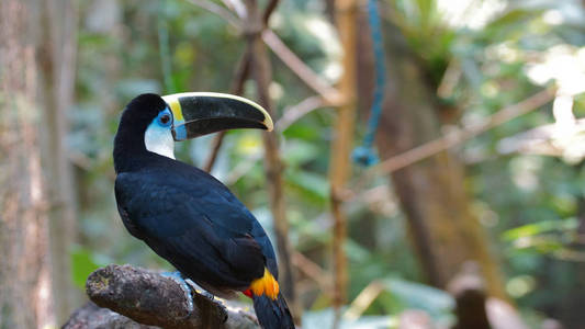 从背后看在厄瓜多尔的亚马逊流域的巨嘴鸟。通用名称 图坎。科学名称 国鸟 vitellinus