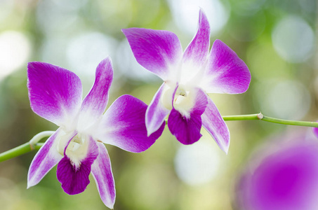 在花园，装饰花紫色兰花盛开