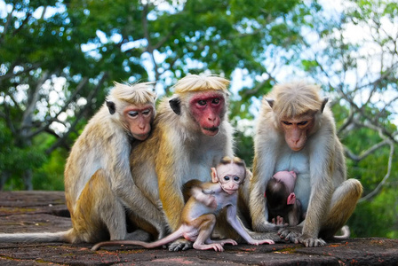 猴子家族在斯里兰卡锡吉里耶图片