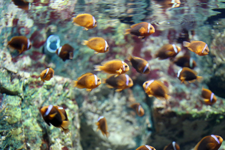 在海底五颜六色的小丑鱼图片