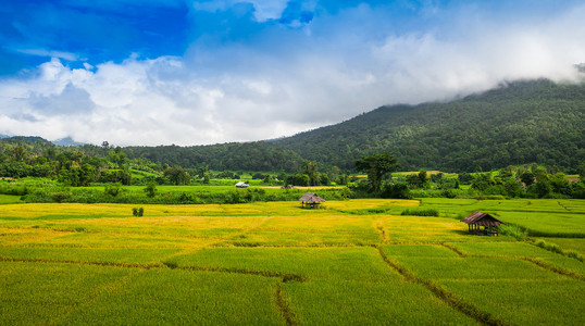 在泰国北部清迈省山的水稻梯田